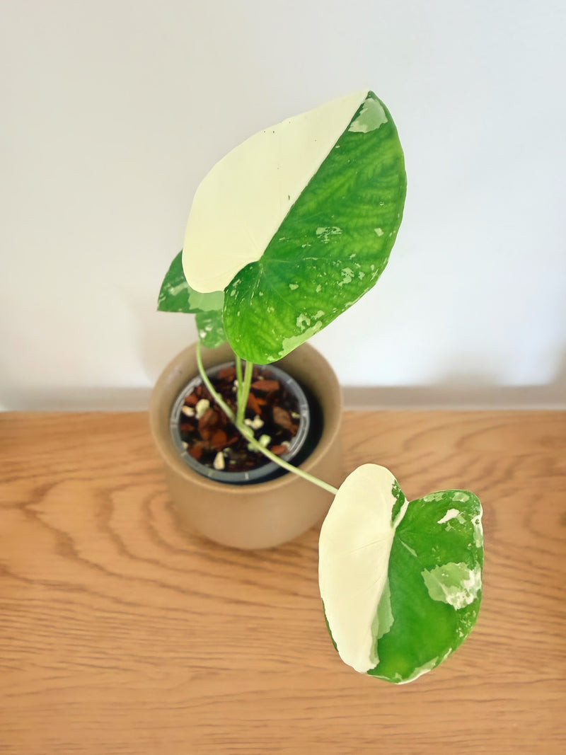 Colocasia White Tiger