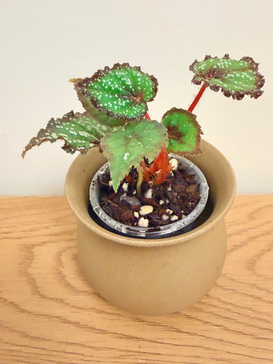 Begonia Fairytale