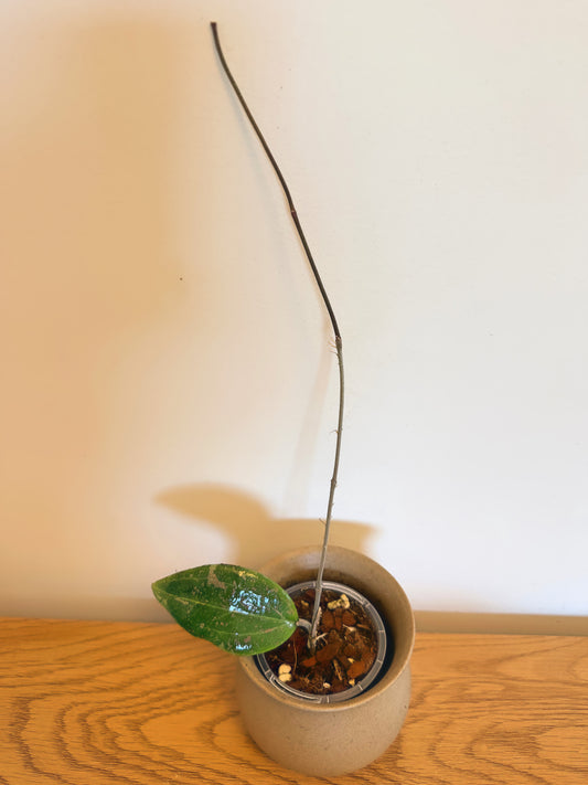 Hoya Wibergiae