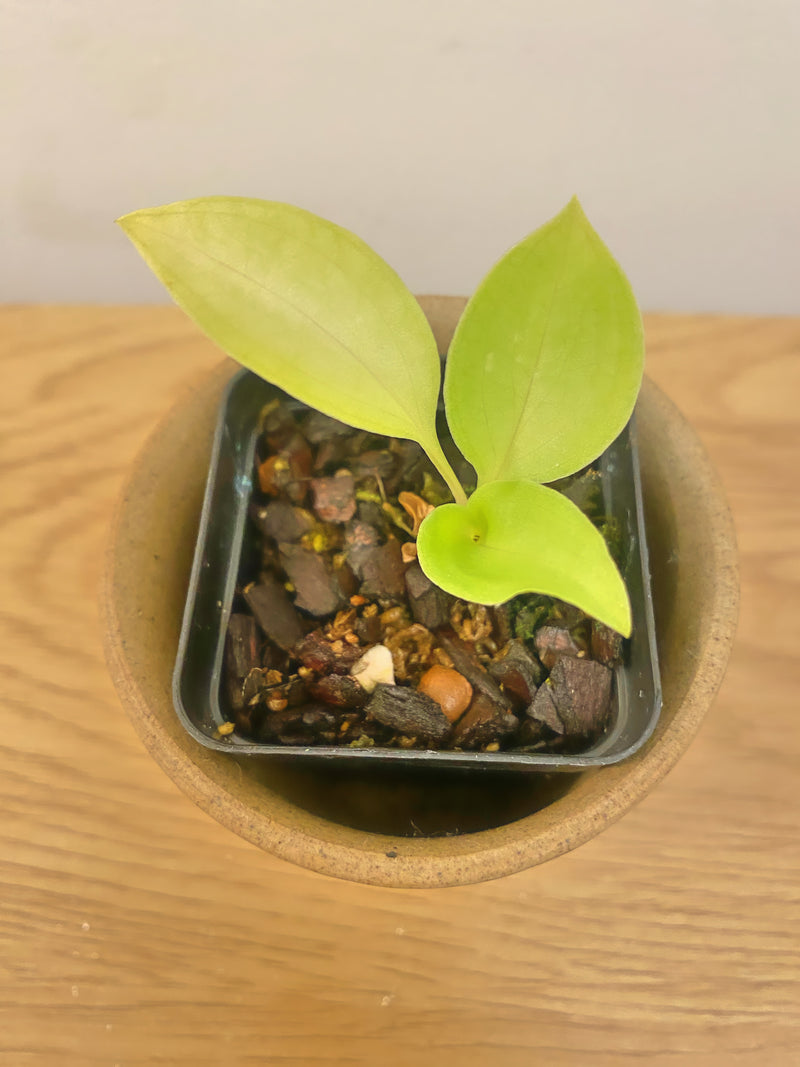 Stenorrhynchos Speciosum