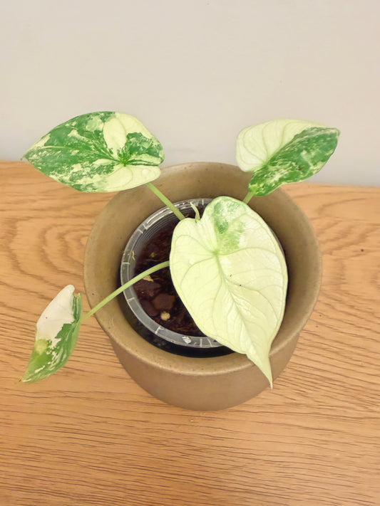 Alocasia Silver Dragon Albo