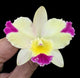 Lc Mari’s Magic ‘H and R’ x Slc. Angel’s Fantasy ‘Solar Flair’ FCC/AOS