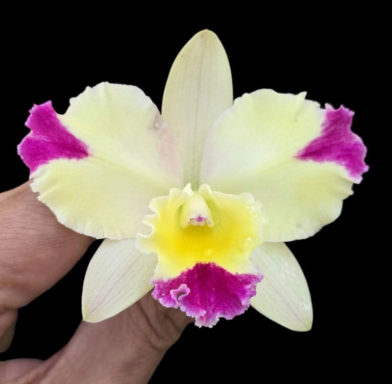 Lc Mari’s Magic ‘H and R’ x Slc. Angel’s Fantasy ‘Solar Flair’ FCC/AOS