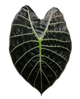 Alocasia Suhirmaniana Borneo