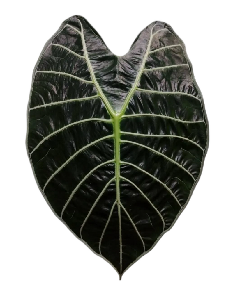 Alocasia Suhirmaniana Borneo