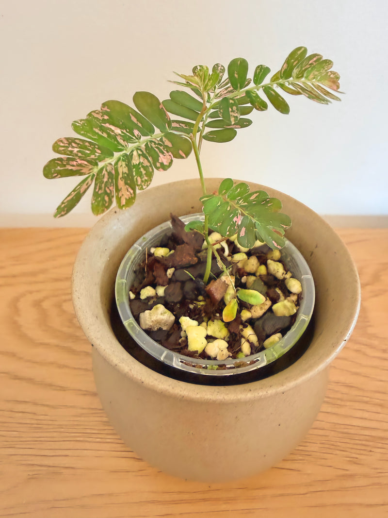 Phyllanthus Uriana Pink Variegated