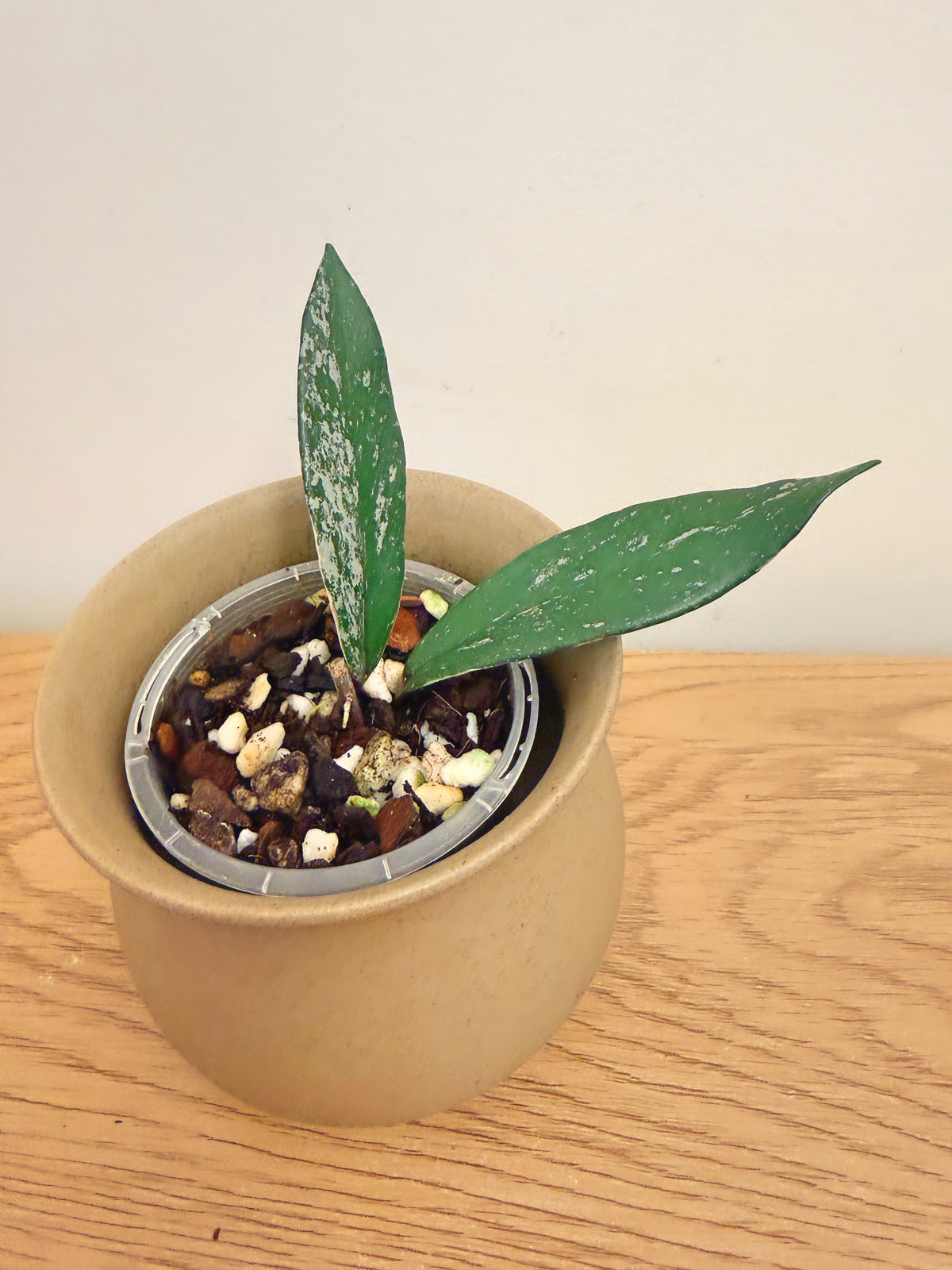 Hoya Pubicalyx Splash Outer Variegated