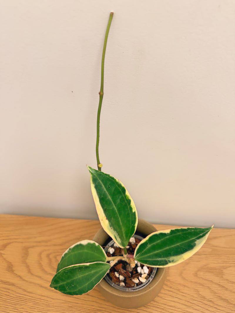 Hoya Latifolia Albo (B)