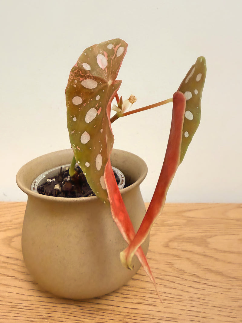 Begonia Maculata Pink Variegated