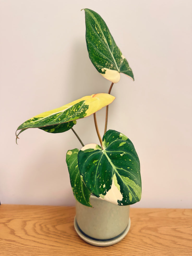 Philodendron Gloriosum Variegated (C)