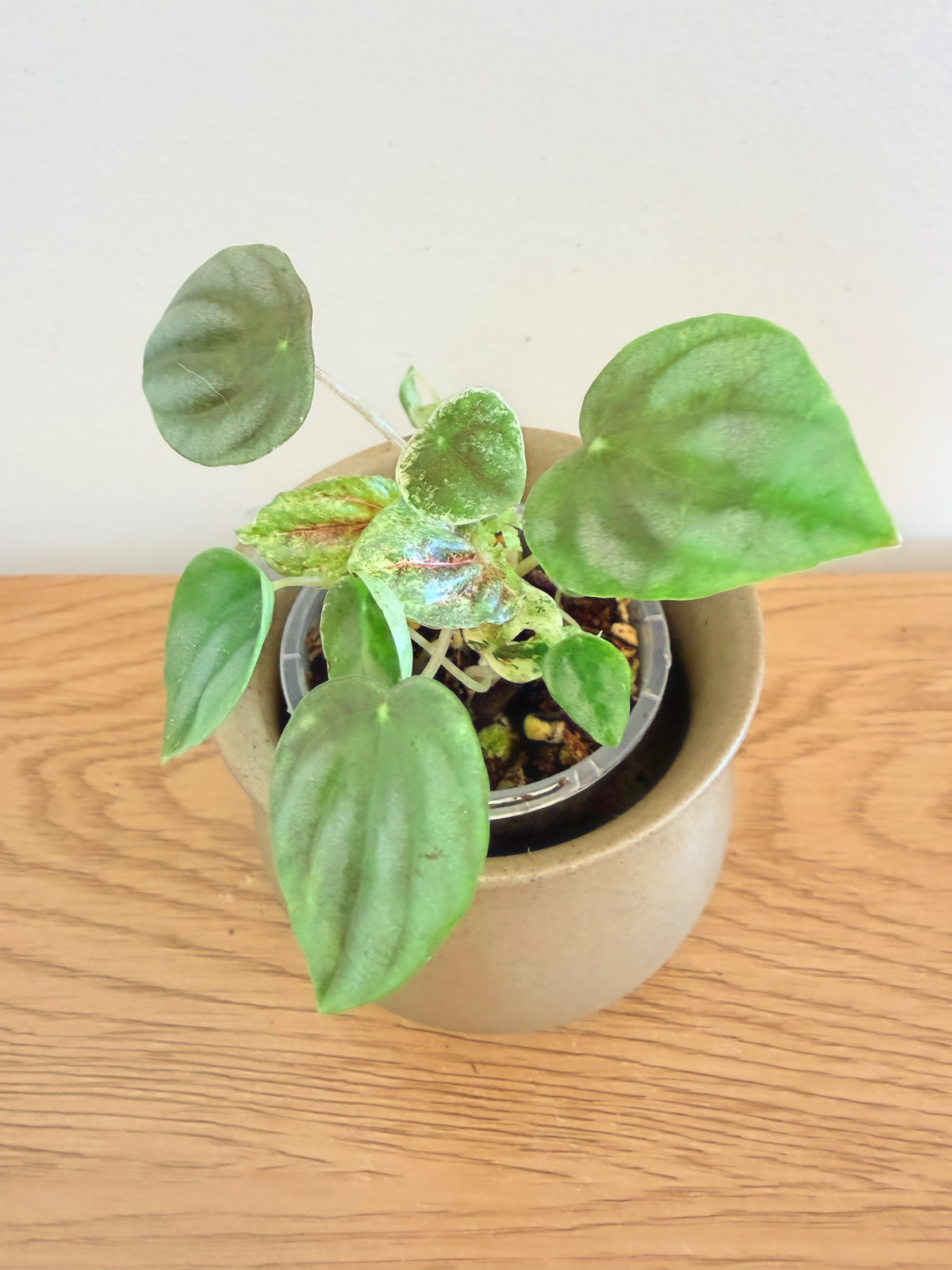 Peperomia Pink Lady