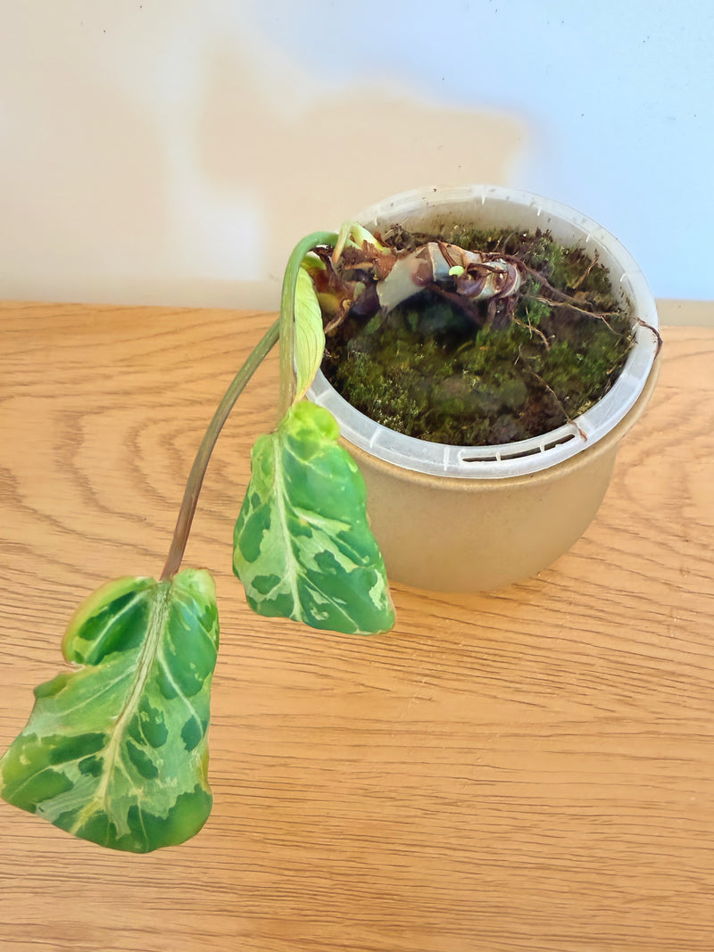 Philodendron Gloriosum Snow Leopard