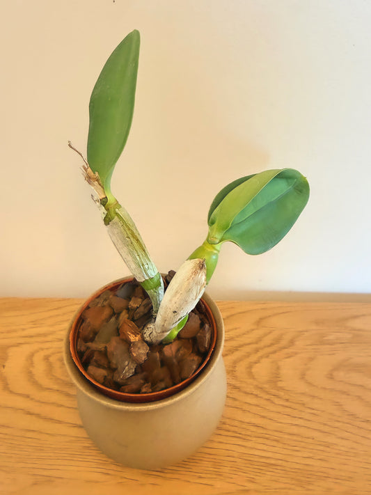 Cattleya Angelwalker