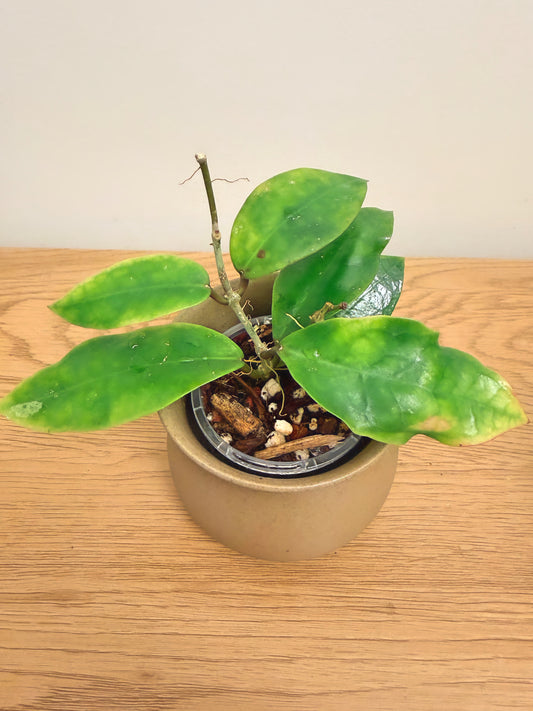 Hoya Patricia