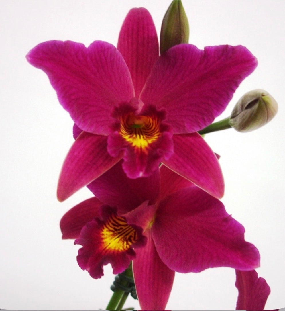 Laeliocattleya Hsin Buu Lady ‘Red Beauty’