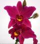 Laeliocattleya Hsin Buu Lady ‘Red Beauty’
