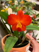 Cattleya Arizona