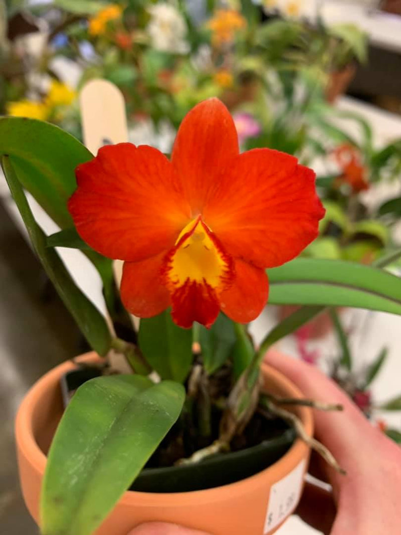 Cattleya Arizona