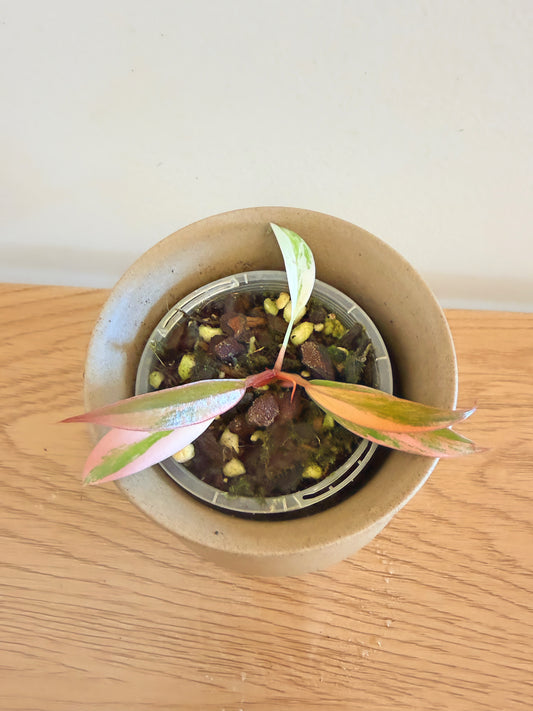 Philodendron Caramel Marble (D)