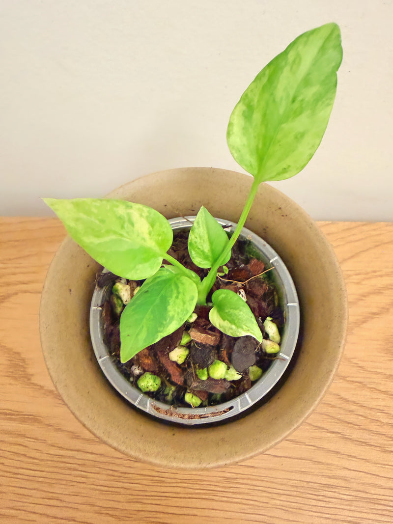 Anthurium Vittarifolium Variegated