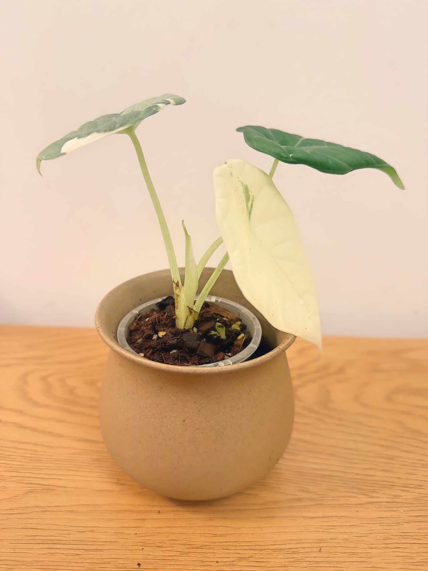 Alocasia Maharani Variegated