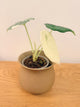 Alocasia Maharani Variegated