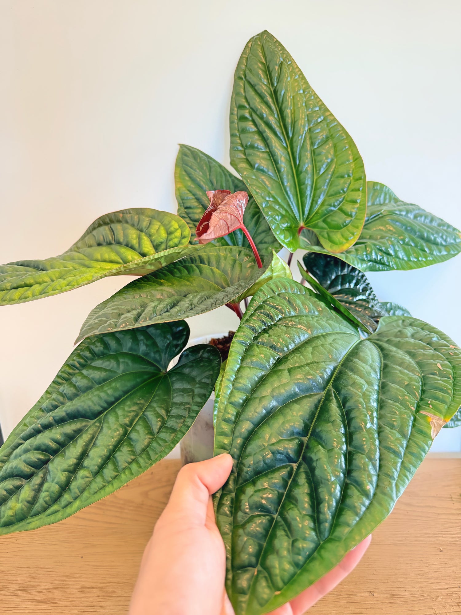 Anthurium Radicans x Luxurians (C)