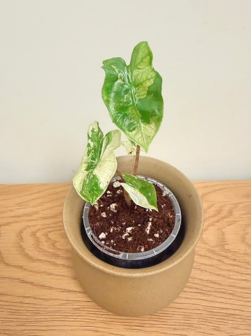 Alocasia Pseudo Sanderiana Pink