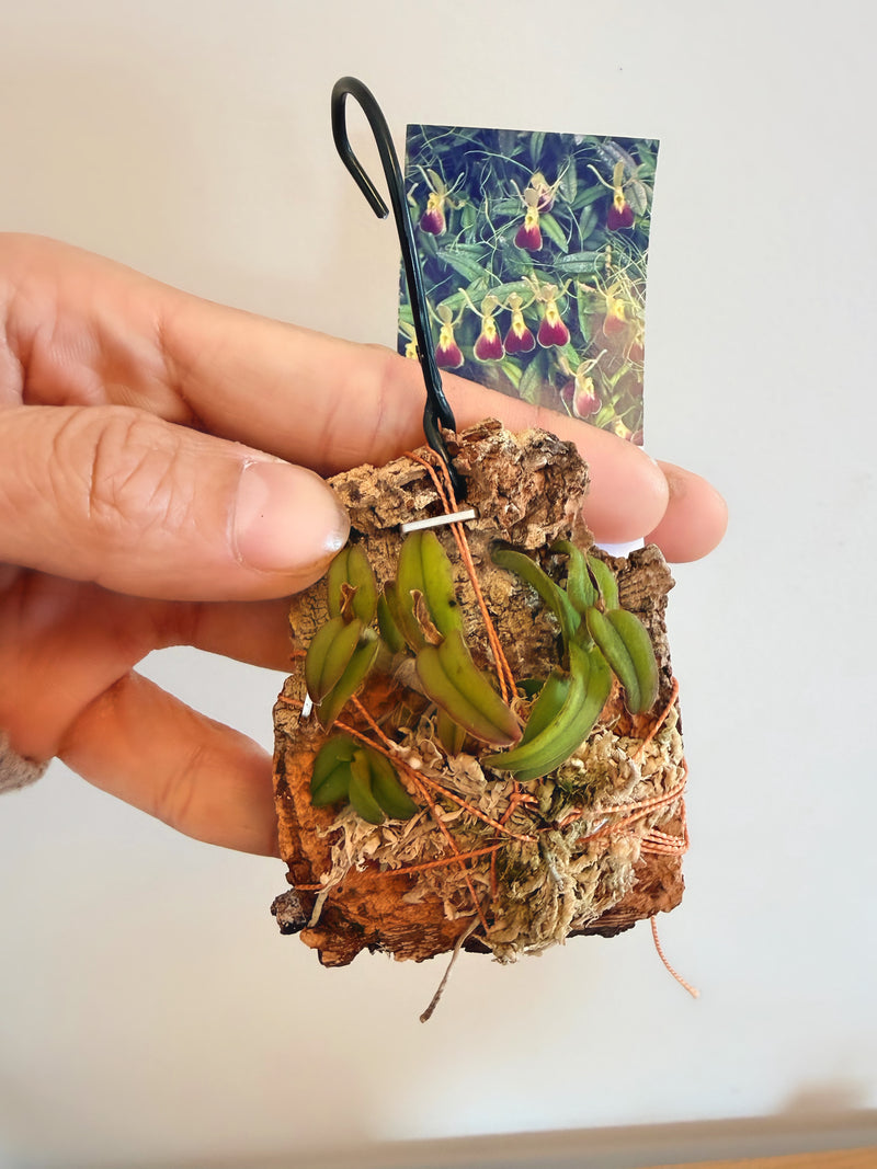 Epidendrum Porpax