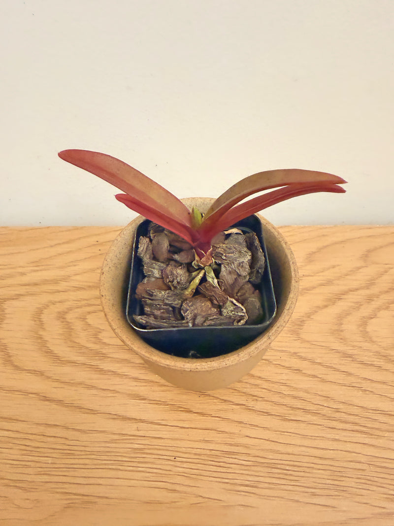 Vandachostylis TSS Taiwan Gandharva ‘12-2’ (Vanda Lou Sneary x Rhy.Gigantea)