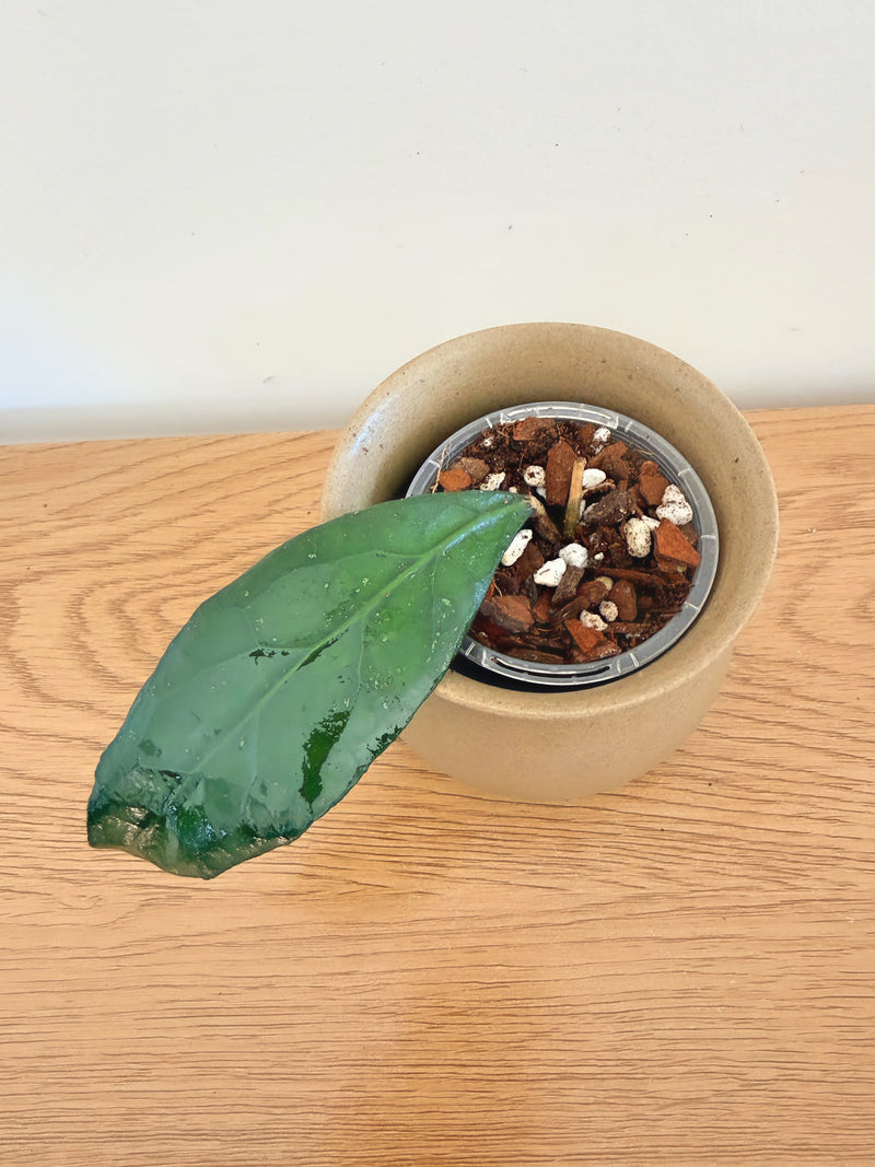 Hoya Clemensiorum (B)