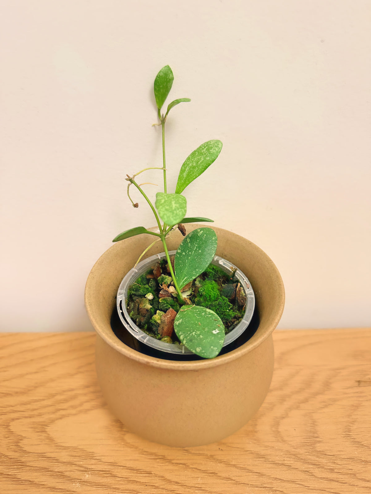 Hoya sp. VL9