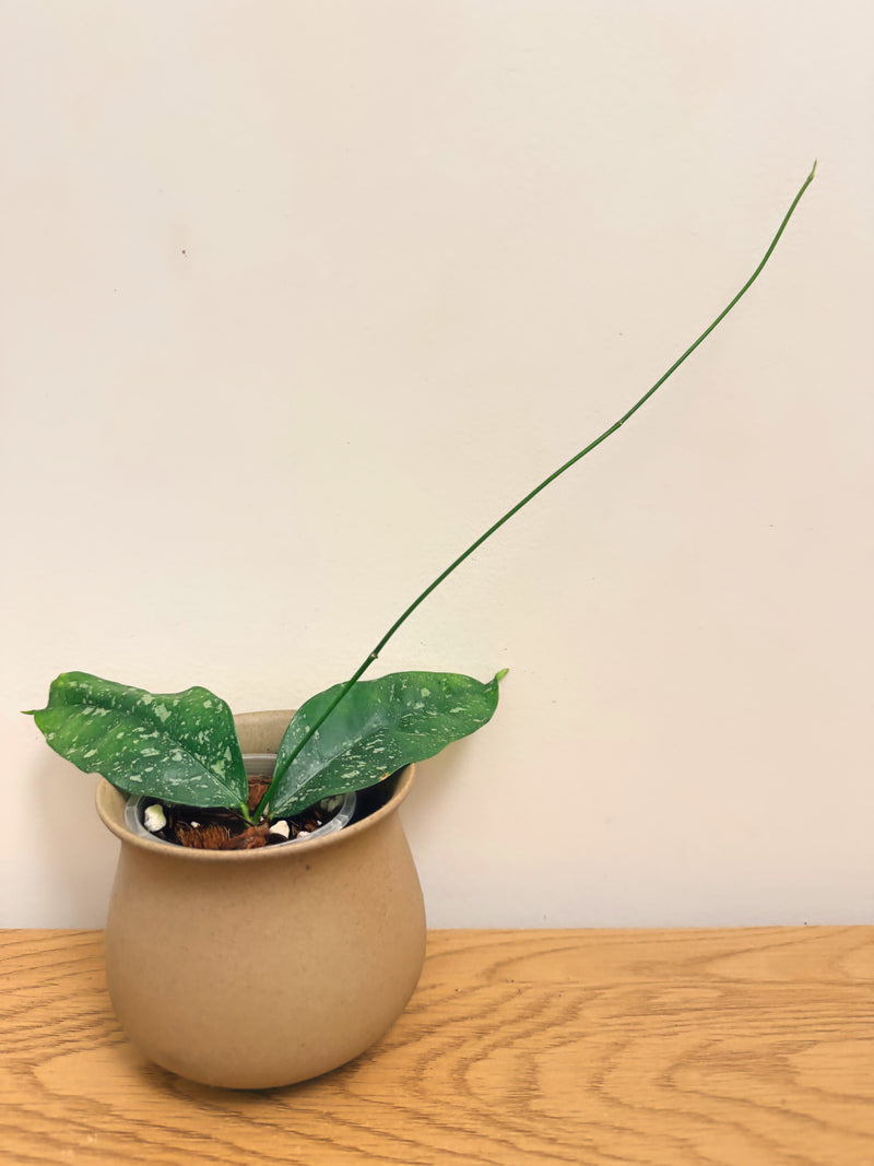 Hoya Campanulata Splash