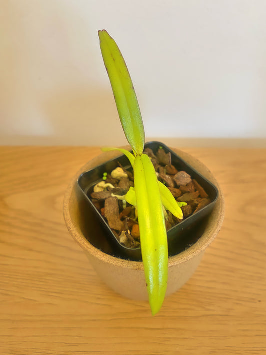 Micropera Obtusa