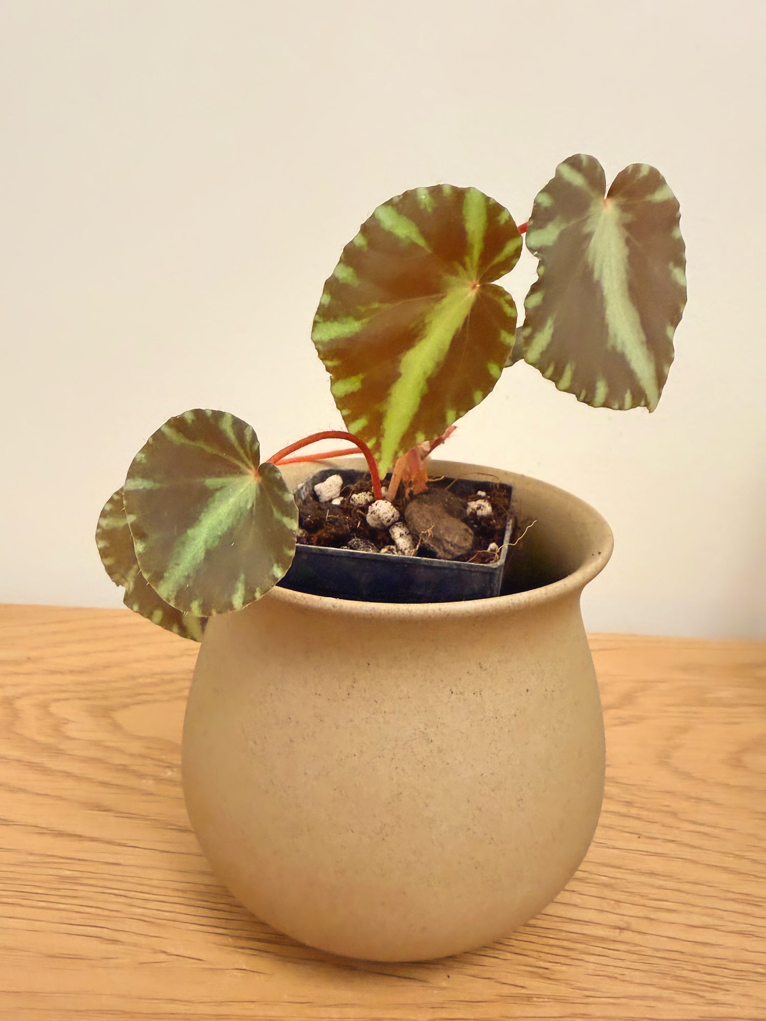 Begonia Cleopatrae
