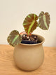 Begonia Cleopatrae