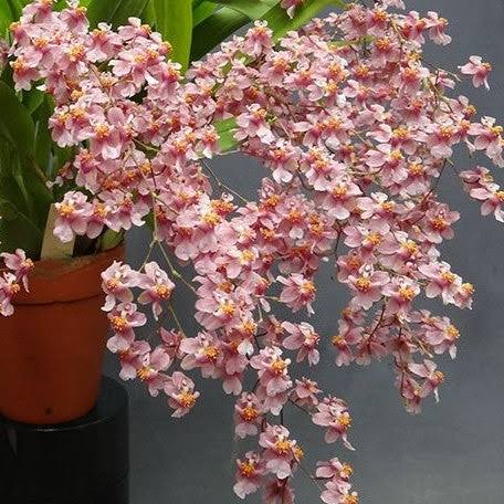 Oncidium Tsiku Marguerite ‘Chian Tzy Yearning’