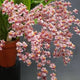 Oncidium Tsiku Marguerite ‘Chian Tzy Yearning’