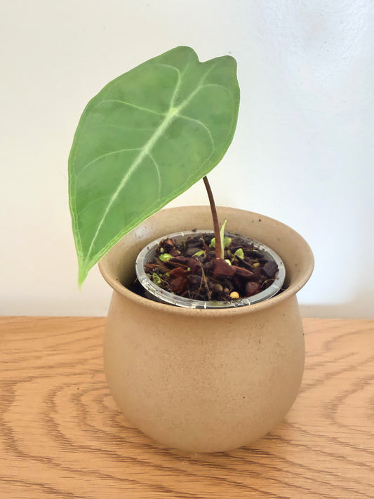 Alocasia Black Satun Pink Bone