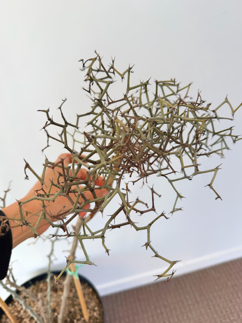 Decarya Madagascariensis