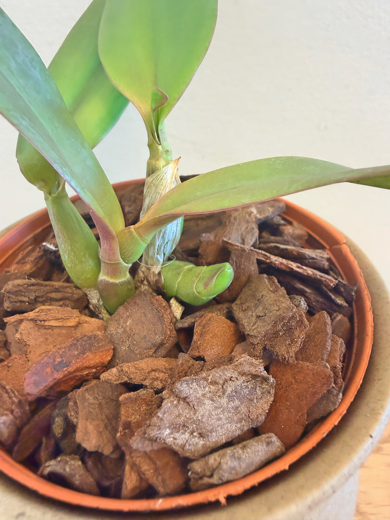Pot. Higher Multiplier ‘SVO Amazing’ x Slc. Circle of Life ‘Mesmerize’ AM/AOS