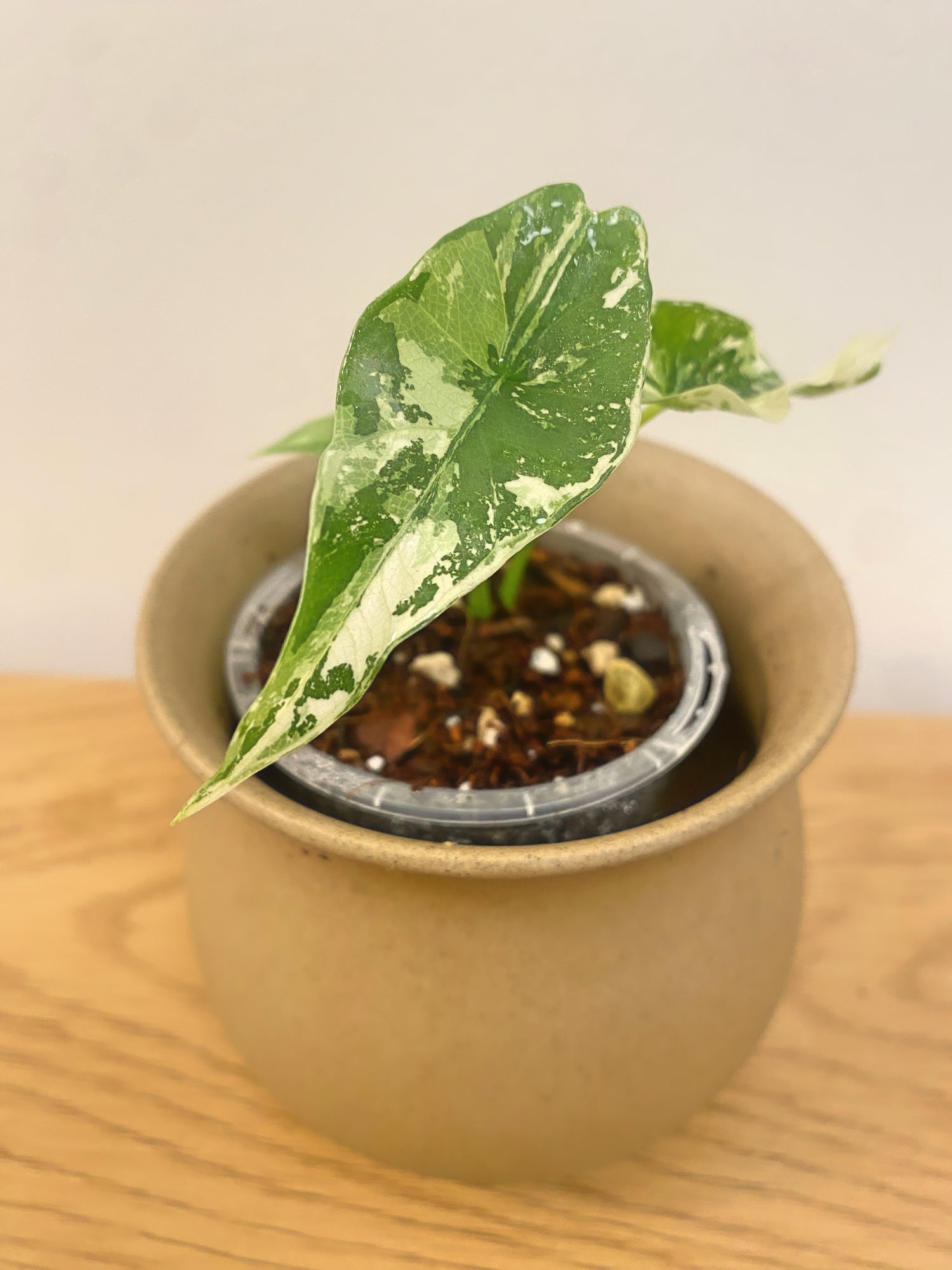 Alocasia Simpo Variegated