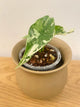 Alocasia Simpo Variegated
