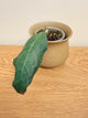 Hoya Clemensiorum