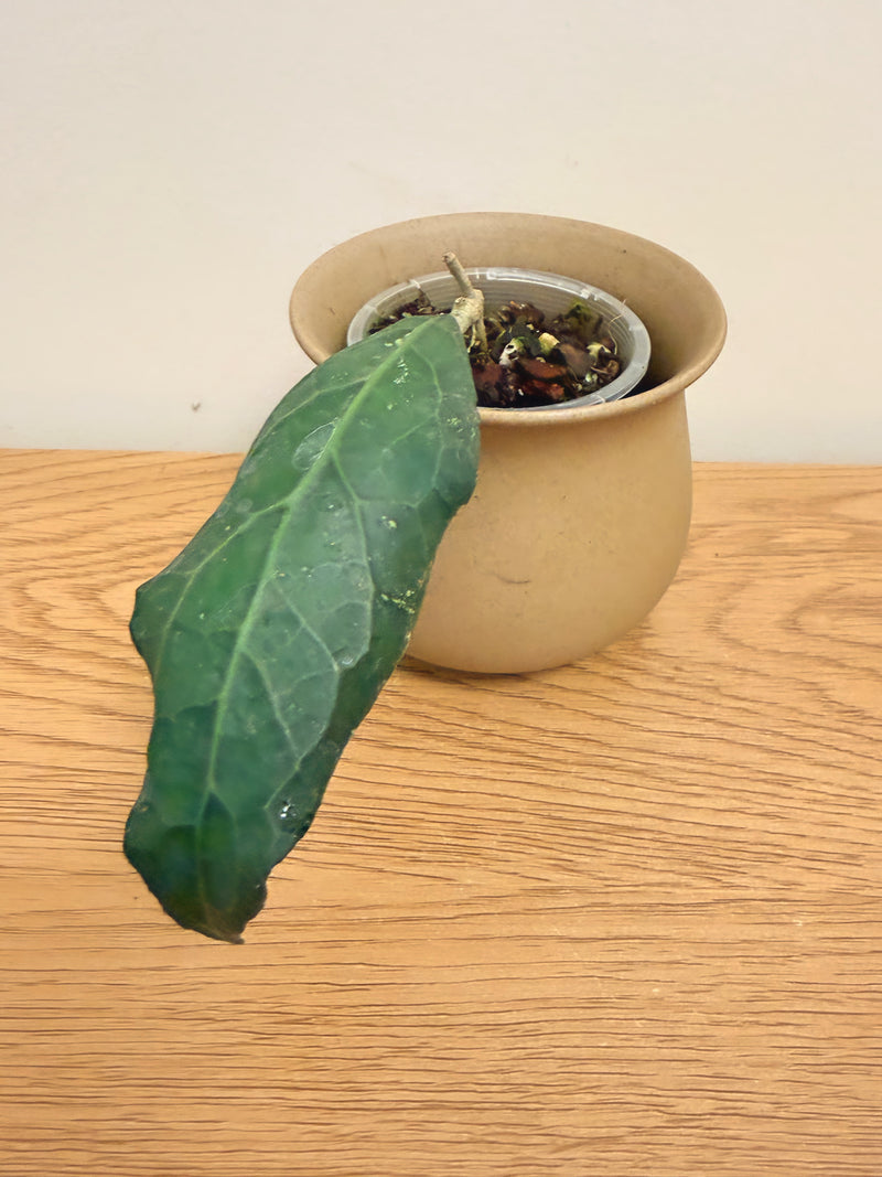 Hoya Clemensiorum