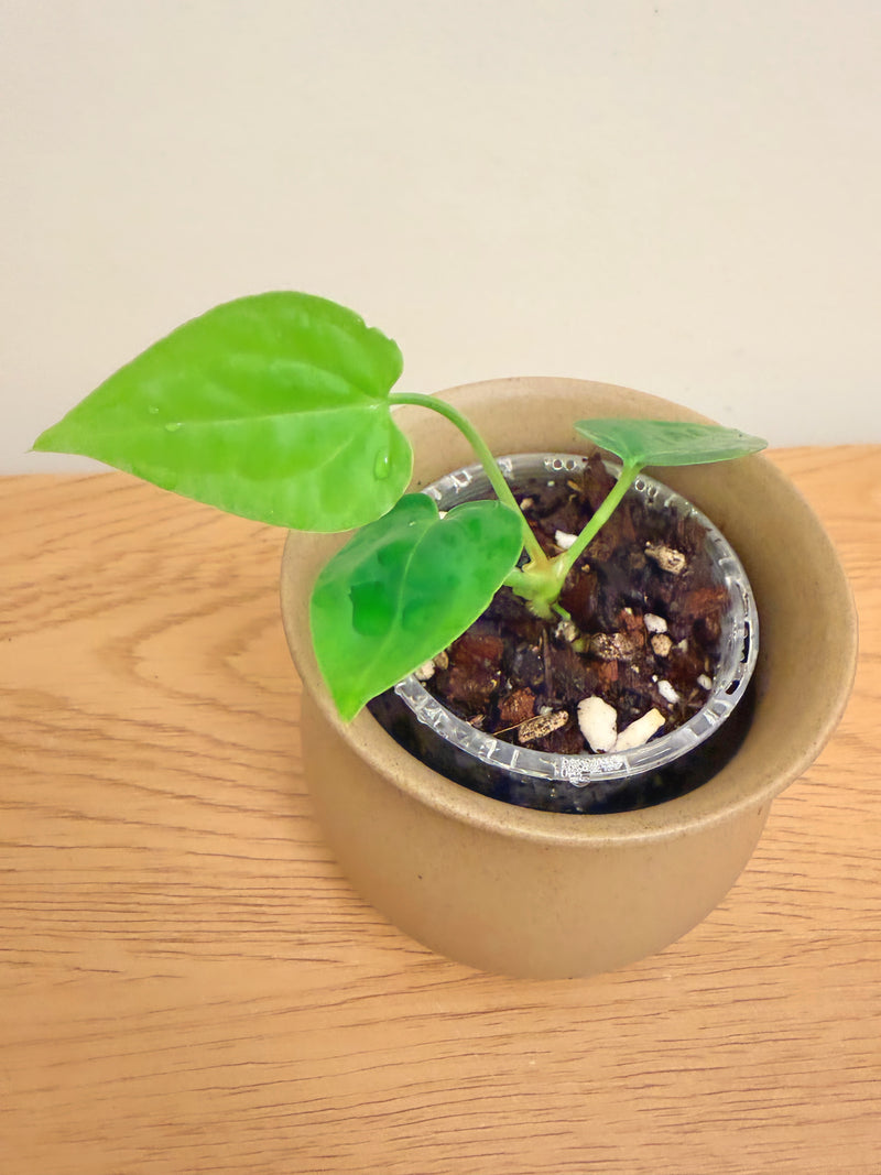 Anthurium Crystallinum x Dressleri