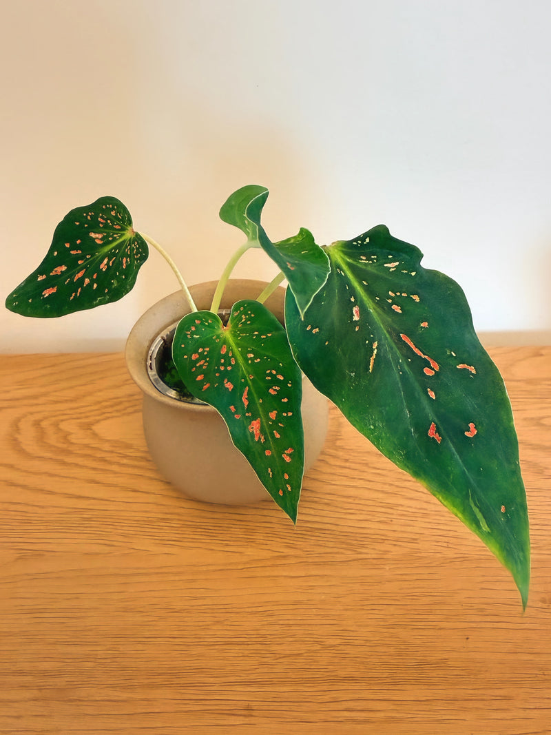 Caladium Miss Muffet