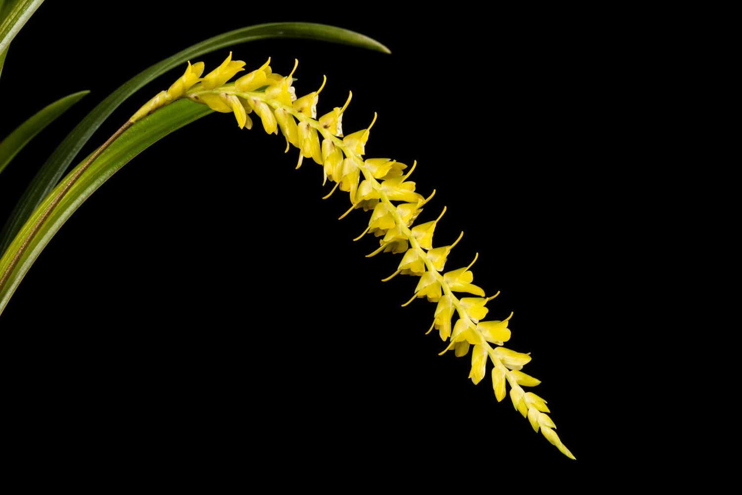 Coelogyne Javieriana