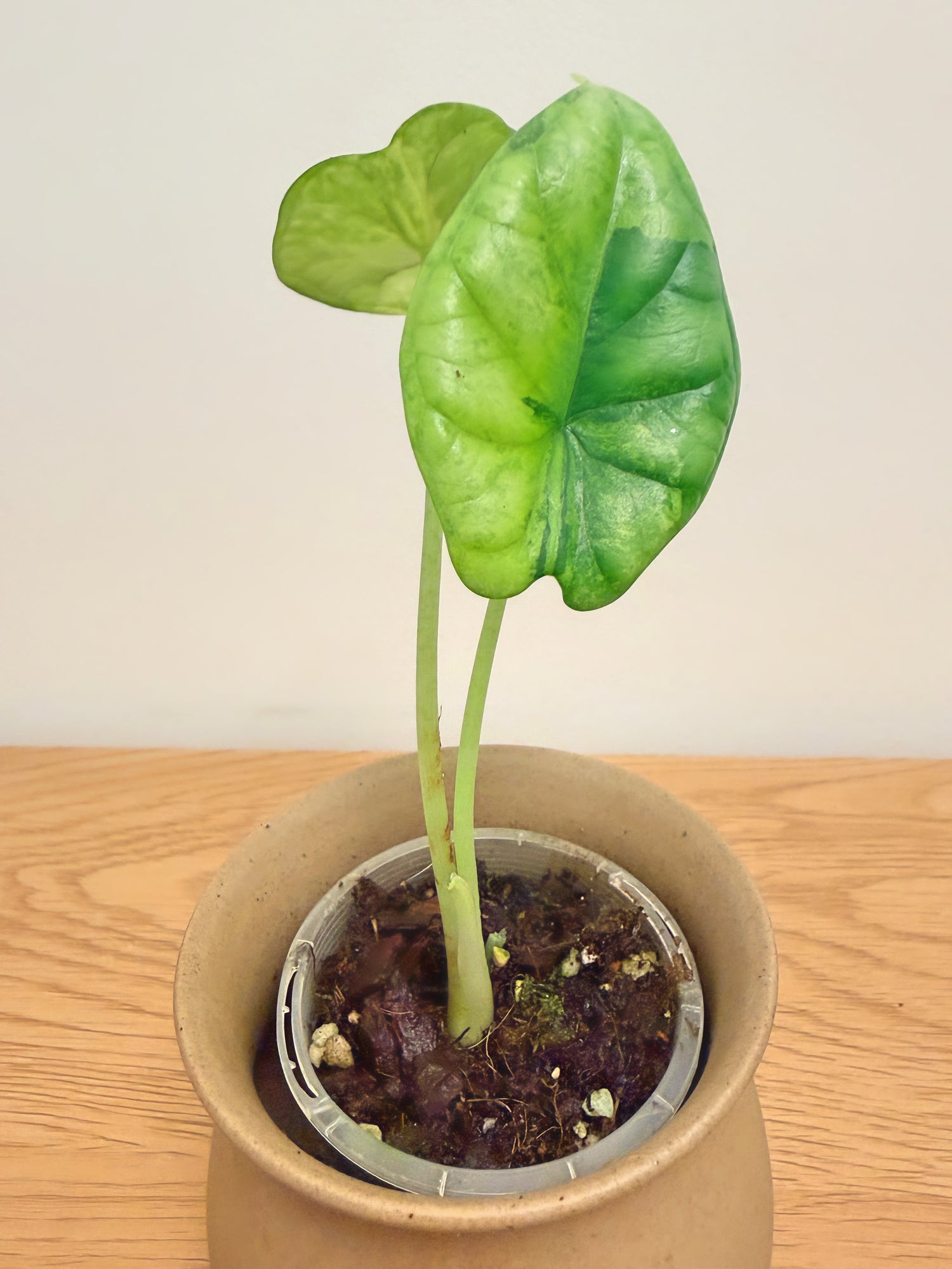 Alocasia Dragon Scale Aurea (C)