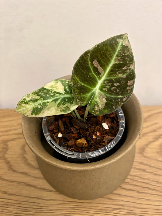 Alocasia Black Velvet Variegated